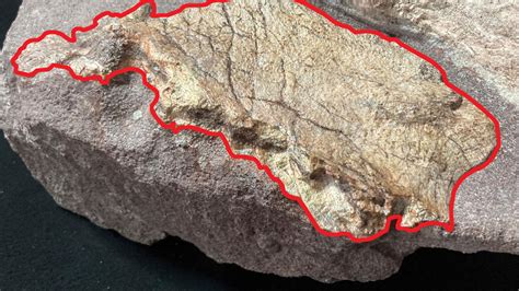Hong Kong discovers dinosaur fossils for the first time | KFOR.com Oklahoma City