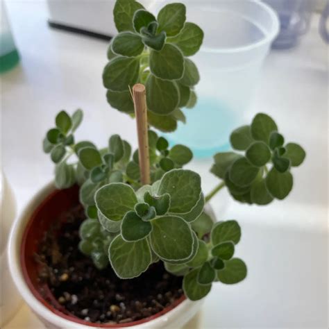 How Much Humidity Does My Oregano Need?