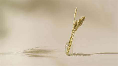 Naturally Dried Sorghum - Farmerr