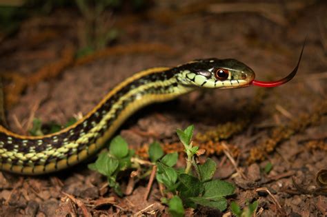 Texas Garter Snake – ALEPHROCCO