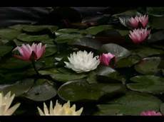 fiori e piante d acqua immagini ninfee e fiori di loto fiori e piante d acqua immagini ninfee e fiori di loto