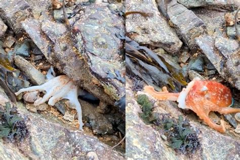 Image result for How Octopus Change Color