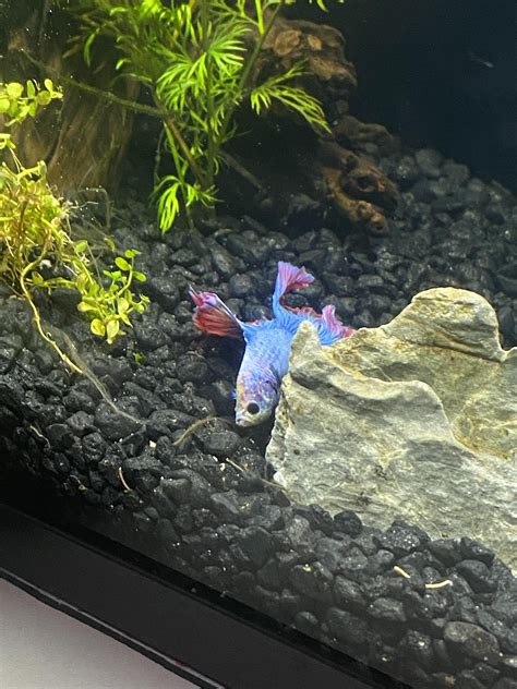 Buddy has been like this all day. He looks miserably bored and has been ...