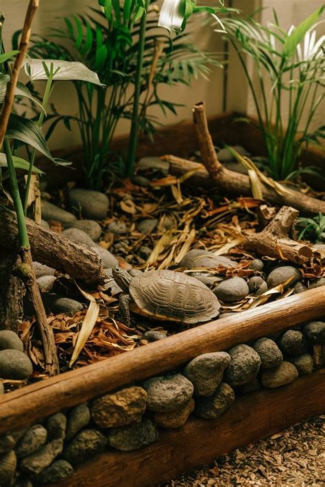 Image result for Box Turtle Homes