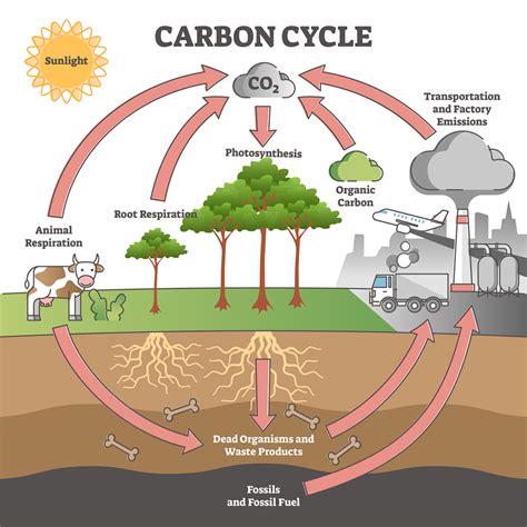Carbon Cycle Deforestation