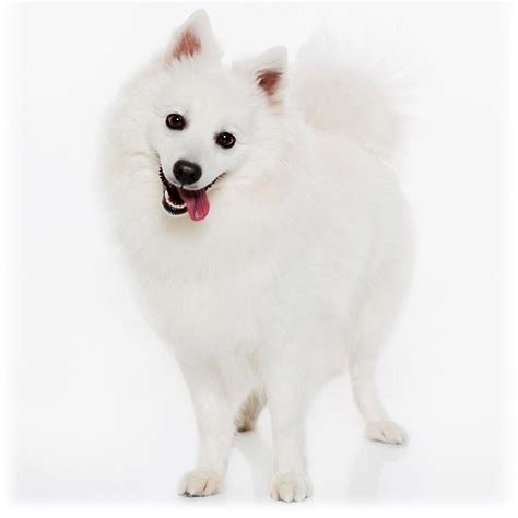 Japanese Spitz Dog Breed Information | Purina UK
