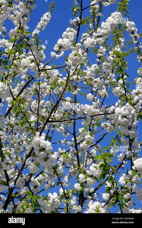 Image result for Flowering Cherry Tree