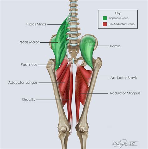Pectineus Muscle Recovery at Ronald Stinson blog