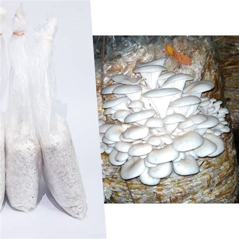 Buy Greenwise Oyster Mushroom Spawn - (Pack of 1 KG + PP bags), First ...