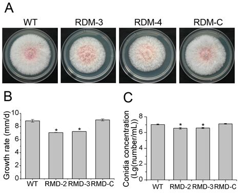 RNA-Pol II Transcription Elongation Factor FpRtfA Is Required for ...