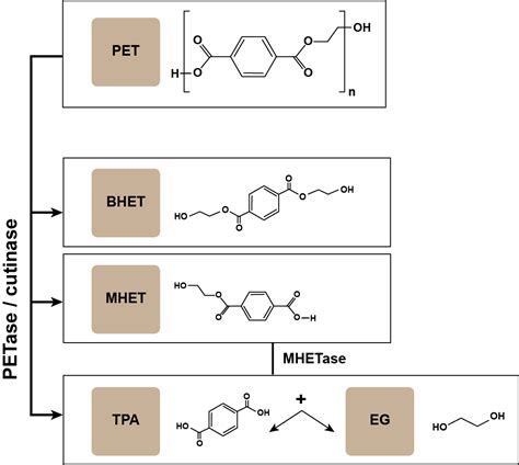 Polymerupdate Academy- Tackling PET Waste with Enzymatic Hydrolysis ...