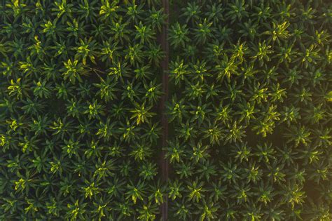 EUDR: Earth observation data vital for compliance