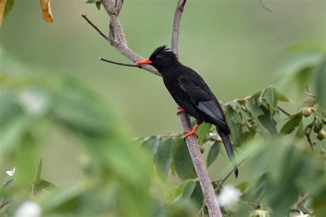 Black Bulbul (Grey-winged) - eBird