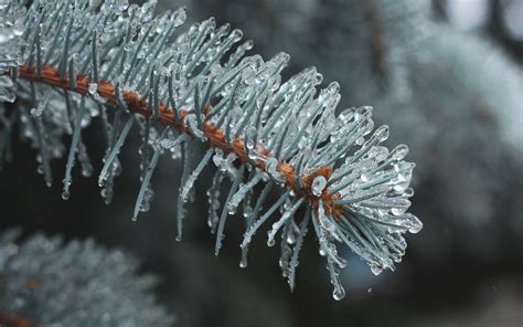 Download wallpaper 3840x2400 branch, needles, ice, drops, macro 4k ...