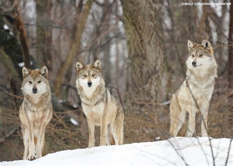 Image result for How Big Wolves Get