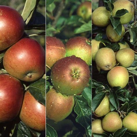 Buy family apple apple 'Cox's self Fertile / Fiesta / Hereford Russet ...