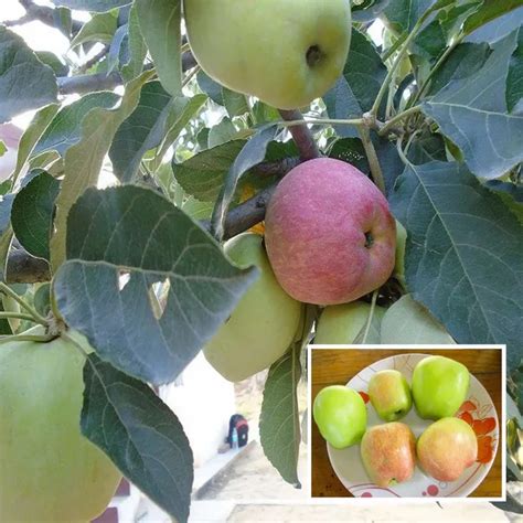 Ixora Farming Hariman 99 Low Chill Tropical Apple Seb Grafted Fruit ...