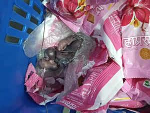 Siddhivinayak Temple: Viral video shows mice on Siddhivinayak Temple ...