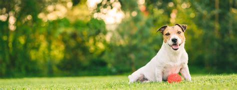 Veterinary Care in Lombard, IL | Carriage Animal Hospital
