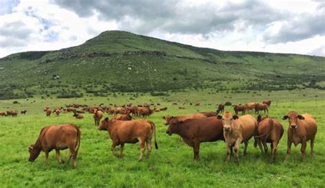 Intensive Farming 的图像结果