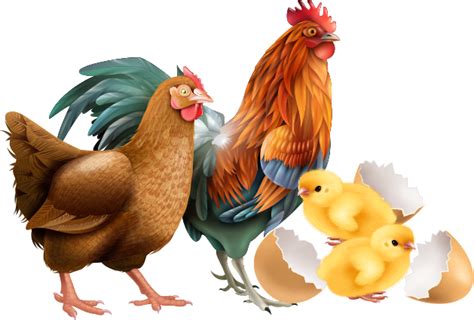 Gro Poultry