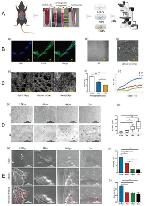 Extracellular Matrix Stiffness-Induced Mechanotransduction of ...