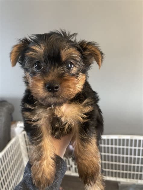 Yorkshire Terrier Puppies For Sale | Saint Francis, MN #470679