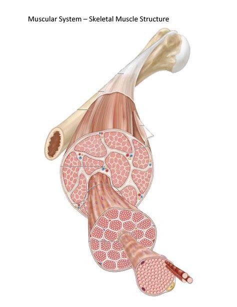 Image result for Skeletal Muscle Structure Labeled