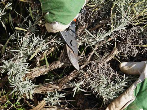 Lavender Pruning Tips 的图像结果