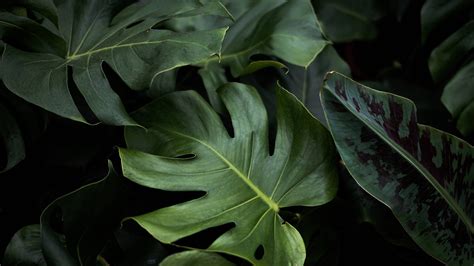 [100+] Papéis de Parede de Planta 4k | Wallpapers.com