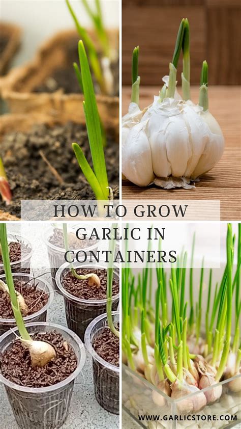 Growing Garlic in Containers: The Ultimate Step-by-Step Guide