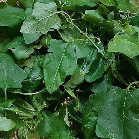 Fresh Thuthuvalai leaves | Pure Solanum Trilobatum Leaf - 20 leaves ...