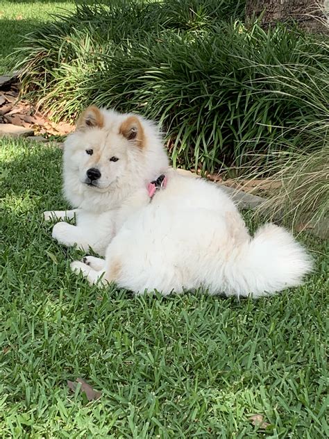 Samoyed Chow Mix