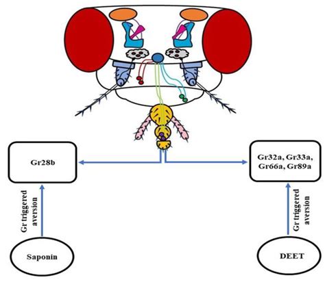 Insects | Special Issue : Chemoreception in Insects: Function and Evolution