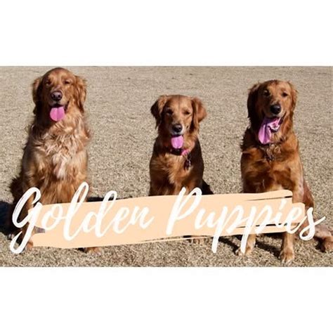 Basic Obedience and Behavior Training, 25038 N. 195th ave, Wittmann, AZ ...