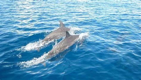 Tour con delfines, Zanzibar - Central de Reservas
