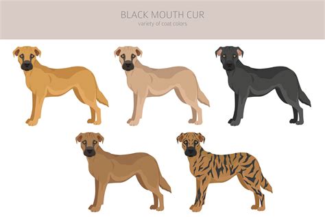 Black Mouth Cur - FurLyfe!