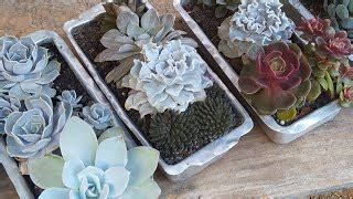 Faça Você Mesmo Mini -Jardins Com Suculentas Usando Sobras de Mudinhas ...