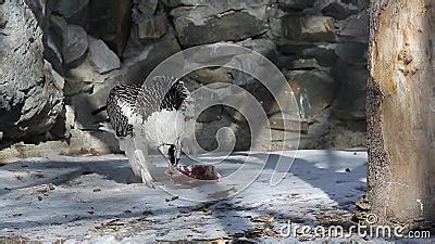 Python Eats Eagle 的图像结果