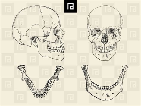 Human Teeth SVG PNG Bundle, Hand-drawn Permanent Teeth, Deciduous Teeth ...
