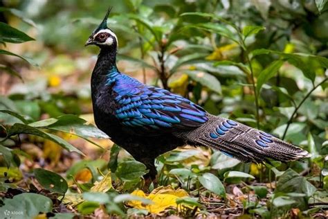 Puerto Princesa Underground River Day Tour - Klook India