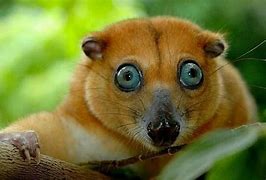 Image result for Cute Animals Big Eyes