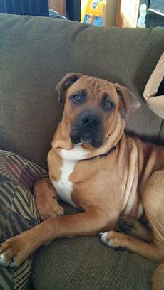 Parker a boxer mastiff mix and love of our life buckeye Pinterest Of Boxers and Our life