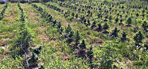 Autoflower Growing Guide 的图像结果