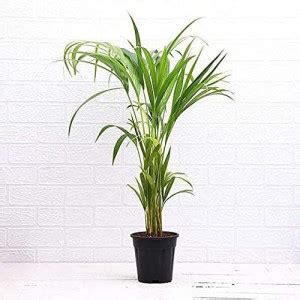 Getflix Bella Palm Plant Price in India - Buy Getflix Bella Palm Plant ...