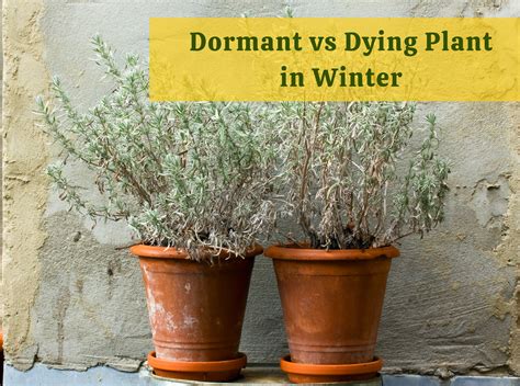 How to Protect Your Plants from Sudden Cold Winds – Ecofynd