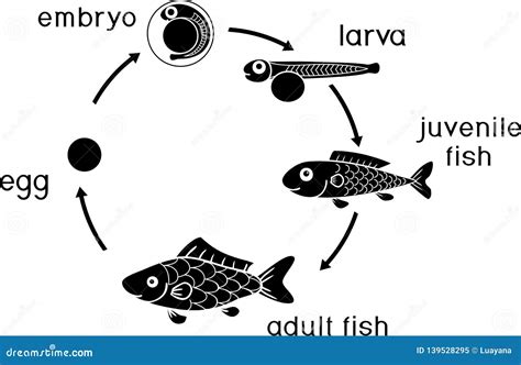 Life Cycle of Fish. Sequence of Stages of Development of Fish from Egg ...