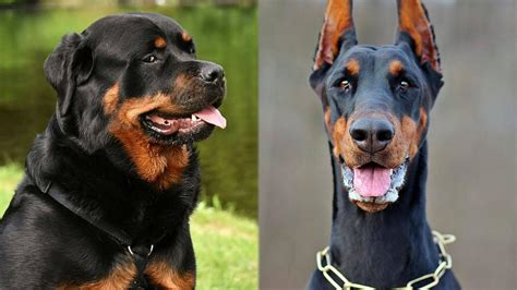 Are Rottweilers Descendants Of Dobermans