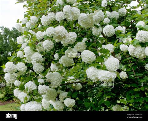 Viburnum opulus 'Roseum' Stock Photo - Alamy