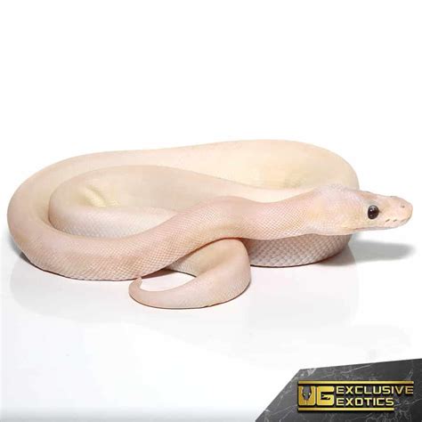 Image result for Champagne Ball Python